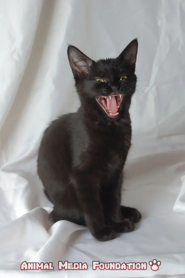 black cat meowing