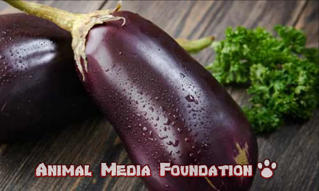 Dark Side of Eggplant