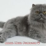 What is the Blue Persian Kitten doing?