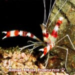 Are boxer shrimp found in salt water or fresh water?