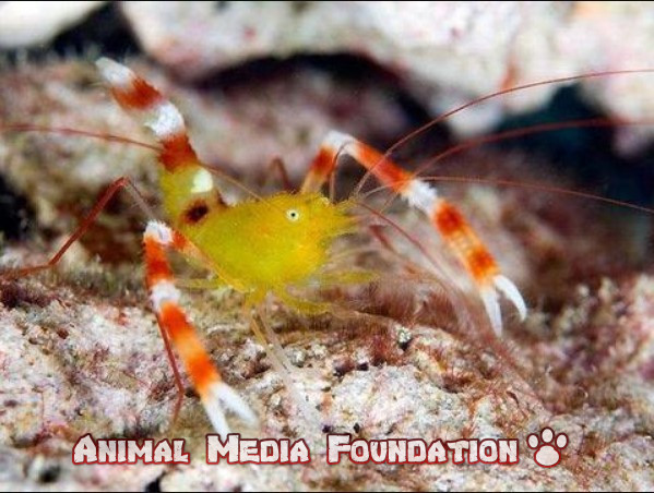 boxer shrimp