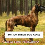 Brindle dog name!