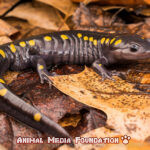 What Is The South Carolina State Amphibian?