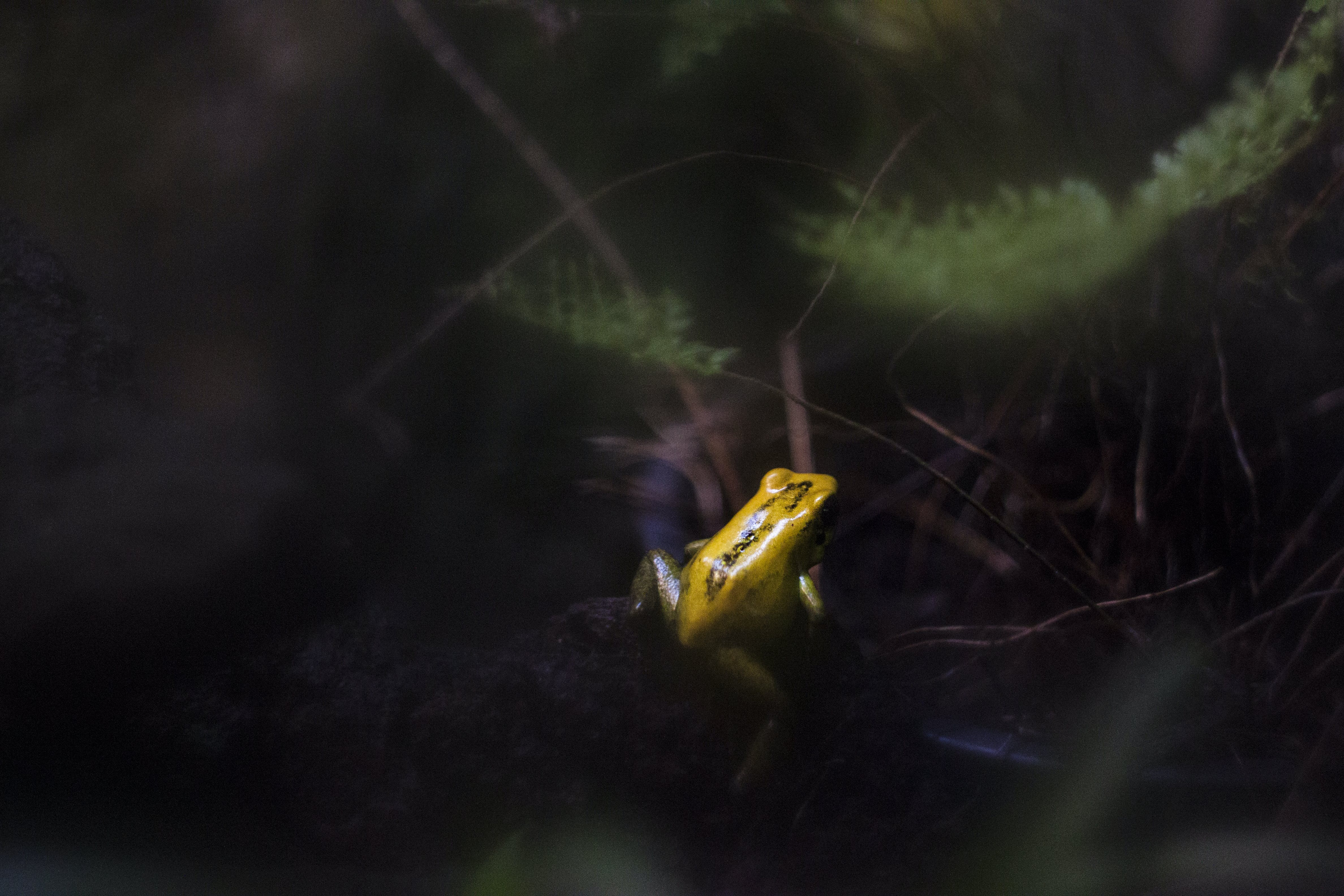 Why the South Carolina State Amphibian is the Palmetto Tree Frog 
