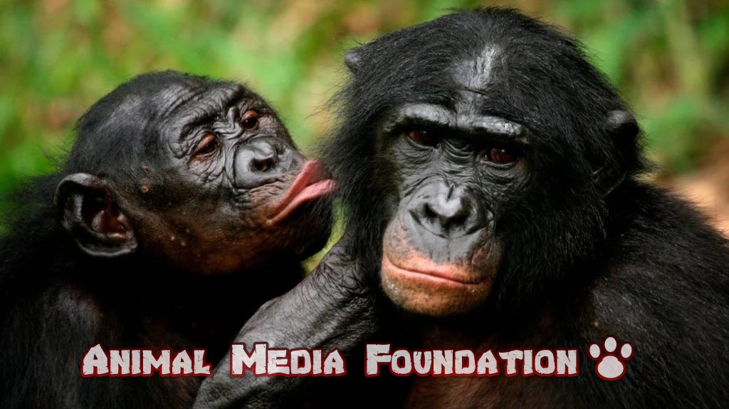 Are Bonobos Cuckold or Jealous?